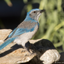 California Scrub Jay-41