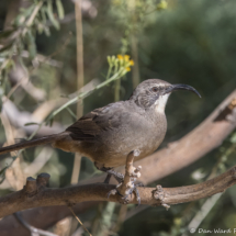 California Thrasher-37