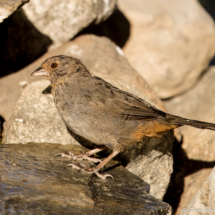 California Towhee-11