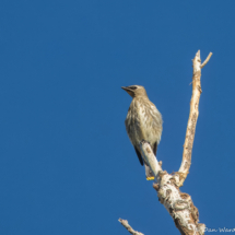 Cedar Waxwing-01