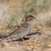 Chipping Sparrow-10