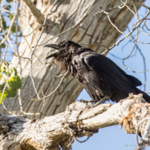 Common Raven-01