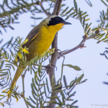 Common Yellowthroat-01