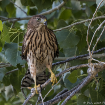 Cooper's Hawk-50