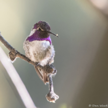 Costas Hummingbird-Male-03