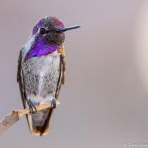 Costas Hummingbird-Male-15