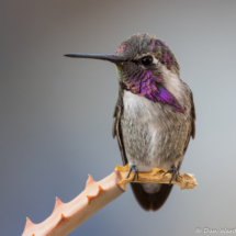 Costas Hummingbird-Male-28