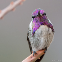 Costas Hummingbird-Male-31