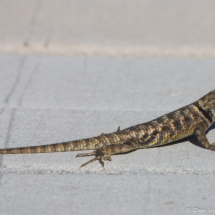 Desert Spiny Lizard-01