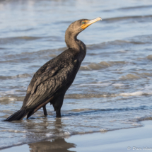 Double-crested Cormorant-05
