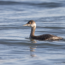 Eared Grebe-01