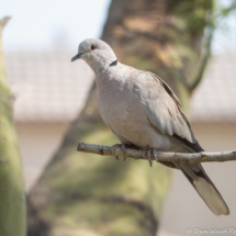 Eurasian Collard Dove-02
