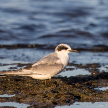 Forster's Tern-05