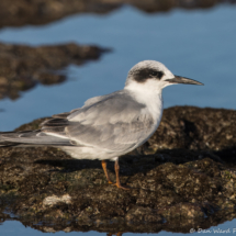 Forster's Tern-18