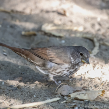 Fox Sparrow-06