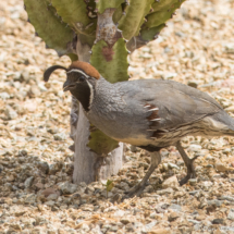 Gambel's Quail-01