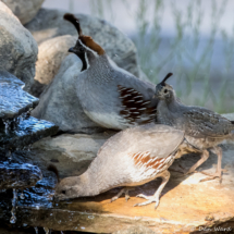 Gambel's Quail-06