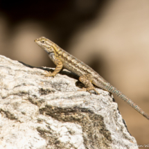 Great Basin Fence Lizard-02