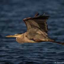 Great Blue Heron-04