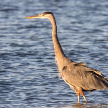 Great Blue Heron-05