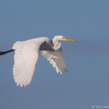 Great Egret-26