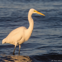 Great Egret-38