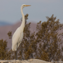 Great Egret in Sonoran Desert-03