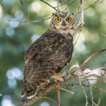 Great Horned Owl-04