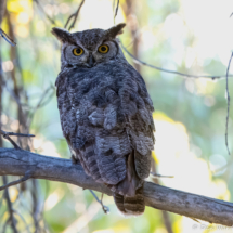 Great Horned Owl-11