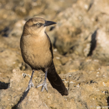 Great-tailed Grackle-Female-02