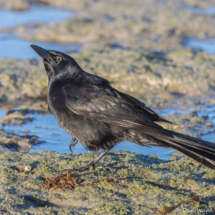 Great-tailed Grackle-Male-09