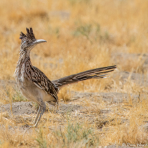 Greater Roadrunner-01 (2)