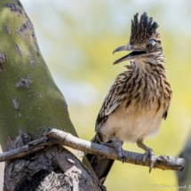 Greater Roadrunner-06