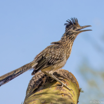 Greater Roadrunner-16