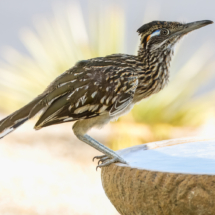 Greater Roadrunner-53