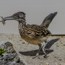Greater Roadrunner-66