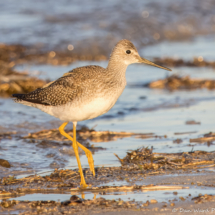 Greater Yellowlegs-05