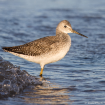Greater Yellowlegs-07