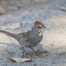 Green-tailed Towhee-06