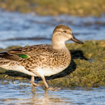 Green-winged Teal-02