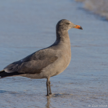 Heermann's Gull-14