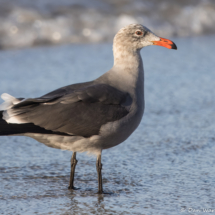 Heermann's Gull-20