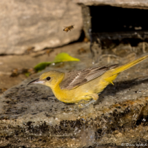 Hooded Oriole-32
