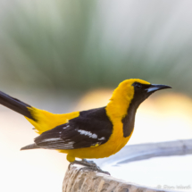 Hooded Oriole-Male-02
