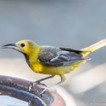 Hooded Oriole-Male-06