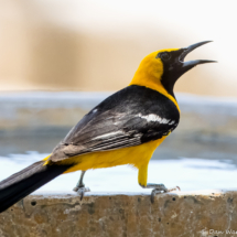Hooded Oriole-Male-13
