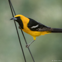 Hooded Oriole-Male-16