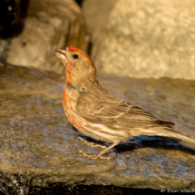 House Finch-Male-02