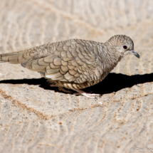 Inca Dove-02