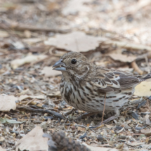 Lark Bunting-02